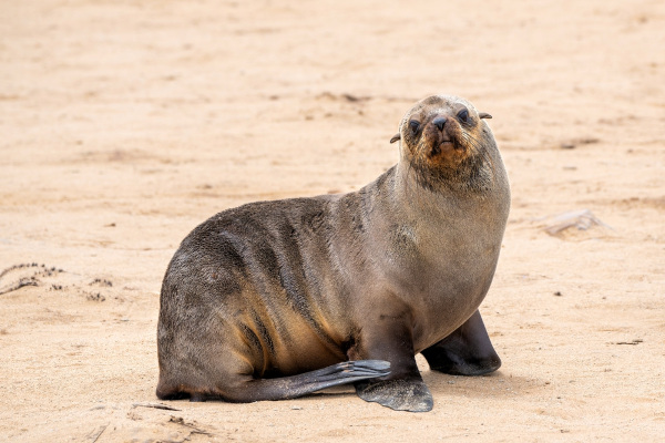 Foca, um dos animais com F.