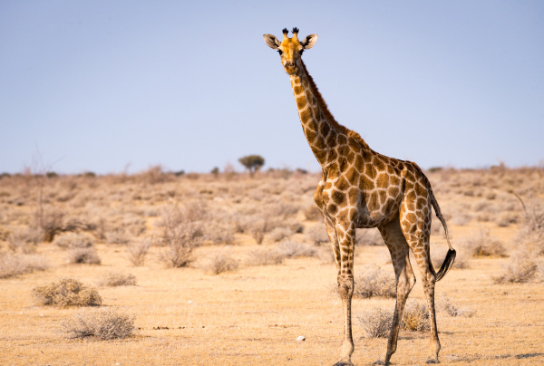 Girafa, um dos animais com F.