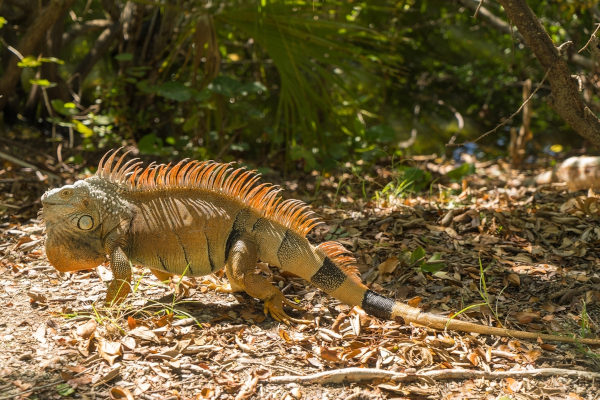 Iguana, um dos animais com I.