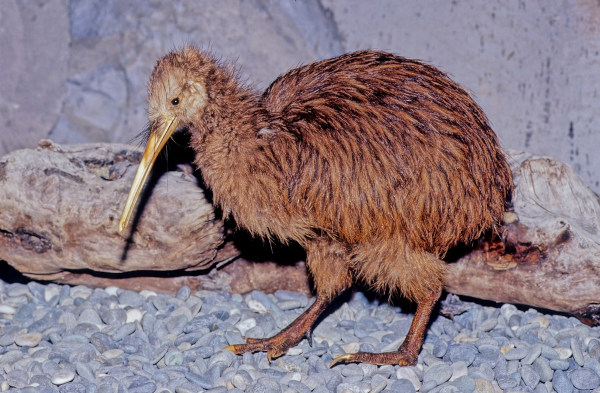 Kiwi, um dos animais com K.