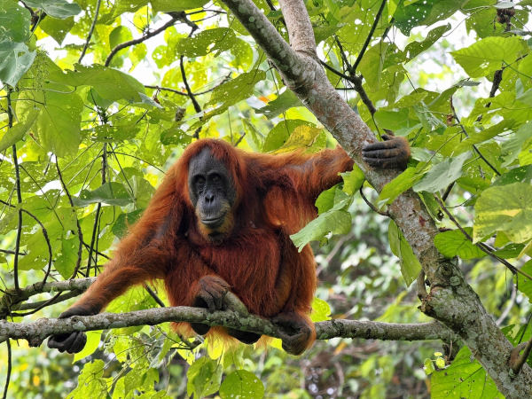 Orangotango, um dos animais com O.