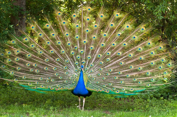 Pavão, um dos animais com P.