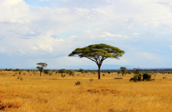 Savana, um dos tipos de vegetação do mundo.
