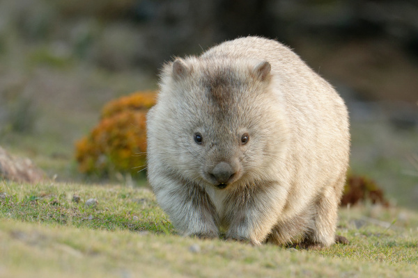 Wombat, um dos animais com W.