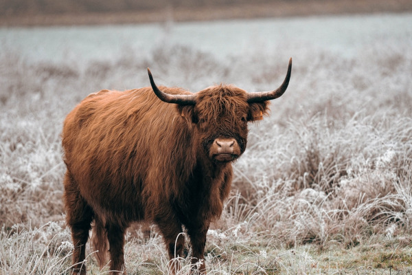 Yak, um dos animais com Y.