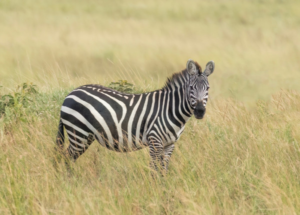 Zebra, um dos animais com Z.