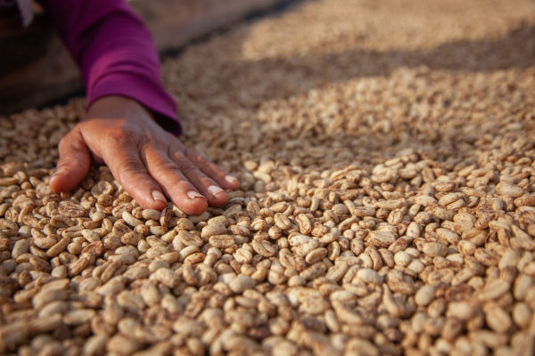 Mão de trabalhador sobre grãos de café produzidos na Nicarágua.
