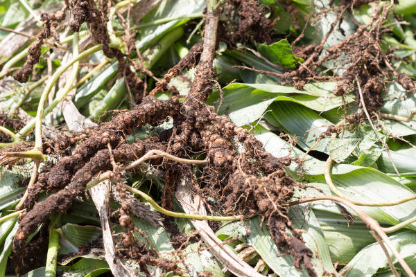 Raízes de plantas com presença de bactérias do gênero Rhizobium, seres do reino Monera.