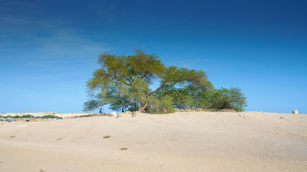Paisagem natural no Bahrein.