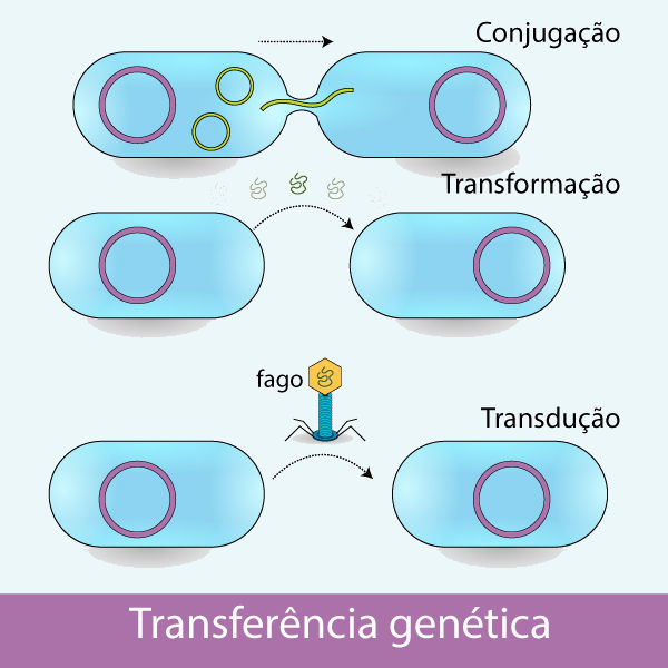 Esquema ilustrativo da variabilidade genética, modo de reprodução das bactérias do reino Monera.