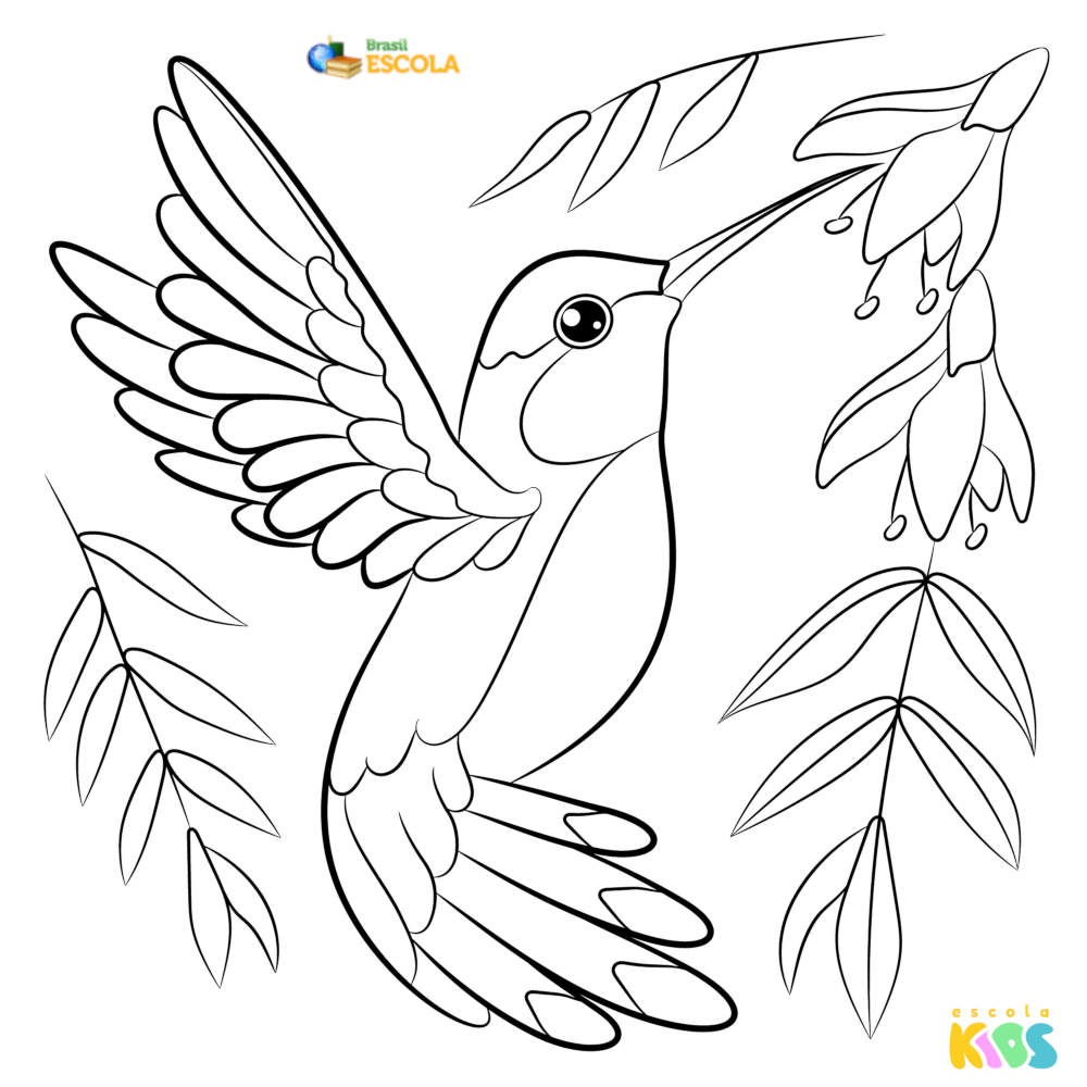 Desenhos para colorir beija-flor