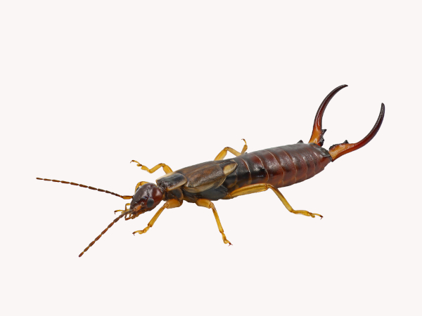 Dermáptera (inseto com D)