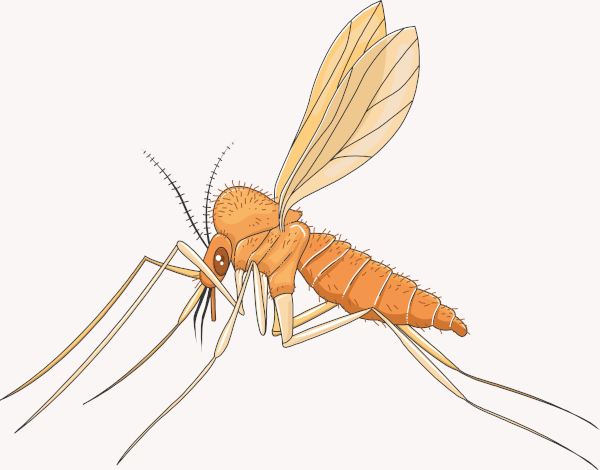 Mosquito-palha (flebotomíneo) vetor do protozoário causador da leishmaniose.