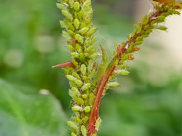 Um gorgulho (Alcidodes porosus). Vários pulgões em um galho.