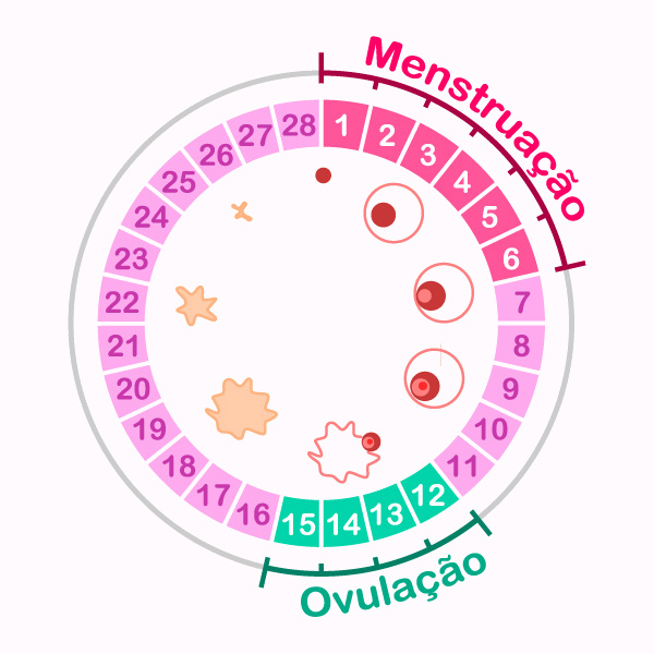 Esquema ilustrativo do ciclo menstrual com duração dos dias da menstruação e da ovulação. [imagem_principal]