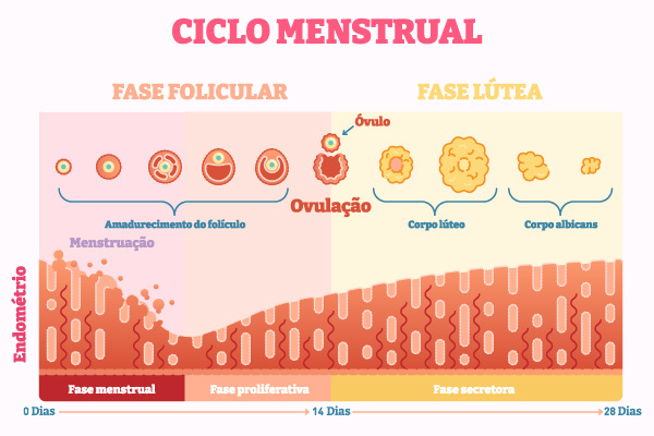 Esquema ilustrativo das fases do ciclo menstrual.