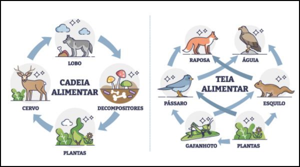 Esquema ilustrativo de uma cadeia alimentar e de uma teia alimentar