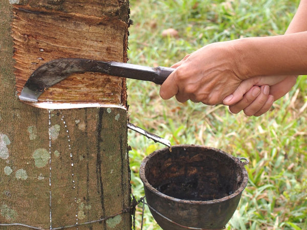 Mãos extraindo látex da seringueira, exemplo de extrativismo vegetal.