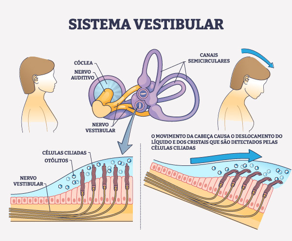Ilustração das estruturas da orelha interna e sua relação com os movimentos da cabeça e o sistema vestibular.