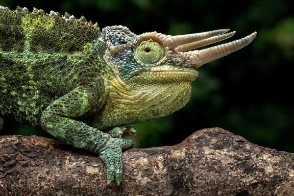 Camaleão-de-Jackson (Trioceros jacksonii), um dos tipos de camaleão.
