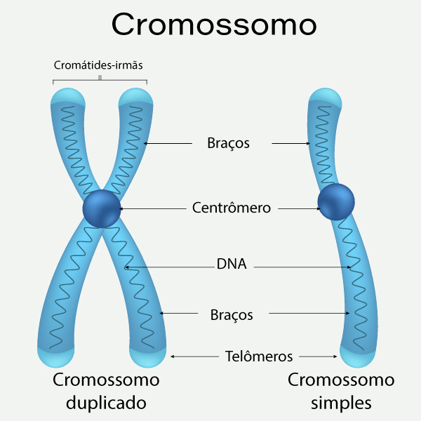 Imagem ilustrativa da estrutura de um cromossomo.