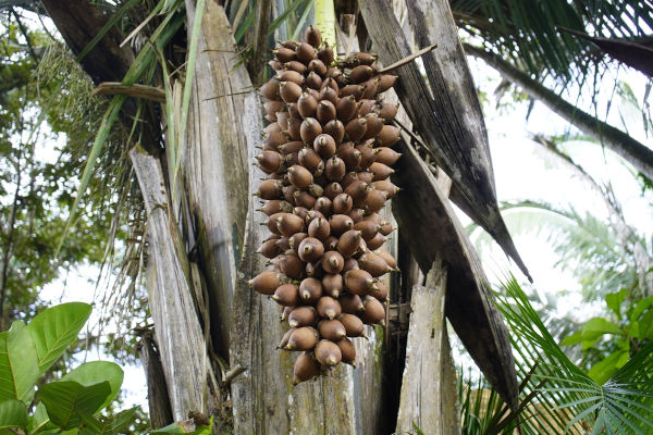 Cacho de coco babaçu na palmeira, um produto do extrativismo vegetal.