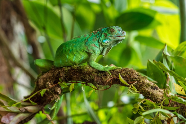 Iguana-verde: animal presente no Brasil que é confundido com os camaleões.