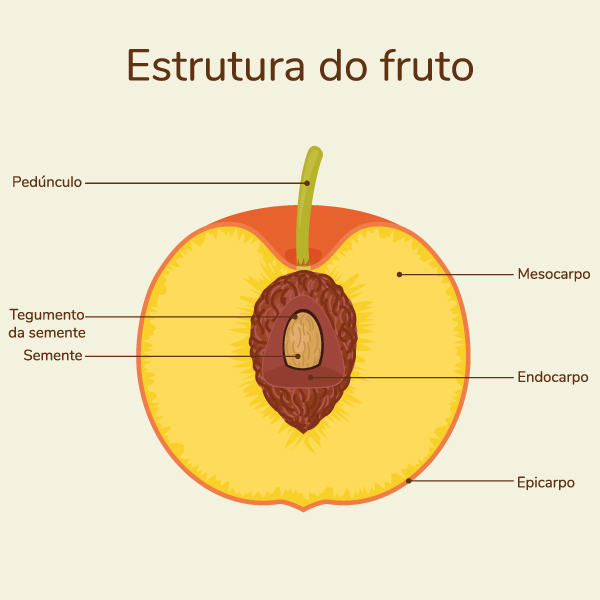 Anatomia do fruto de plantas angiospermas.