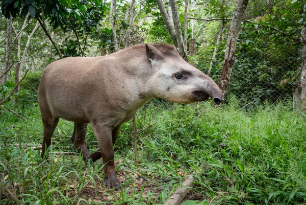 Anta-brasileira (mamífero), um dos animais da Mata Atlântica.