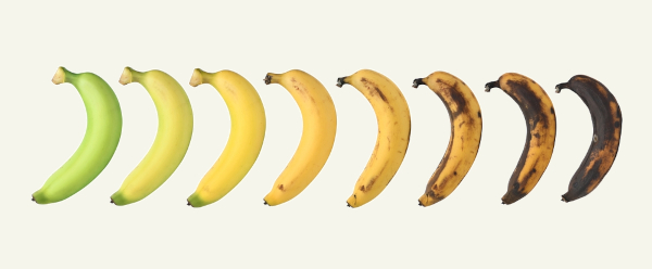 Sequência de bananas com cores que vão do verde ao amarelo-escuro.