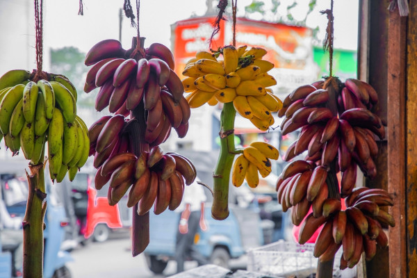 Pencas de diferentes tipos de bananas pendurados.