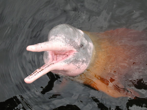 Boto-cor-de-rosa, animal da fauna da Amazônia, em ambiente aquático.