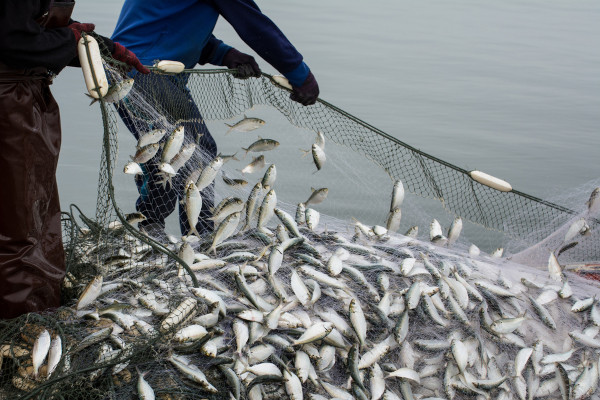 Pessoas realizando pesca, um dos tipos de extrativismo animal. 