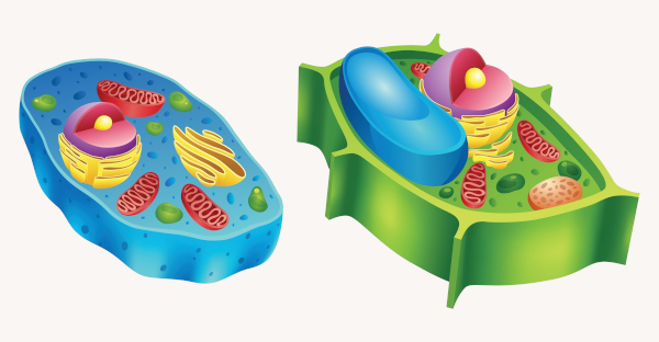 Esquema ilustrativo da estrutura de células animal e vegetal, um dos níveis de organização dos seres vivos.