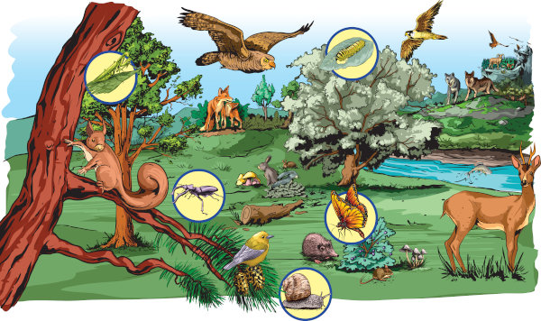 Árvores, lago e animais de diferentes espécies no ecossistema, um dos níveis de organização dos seres vivos.
