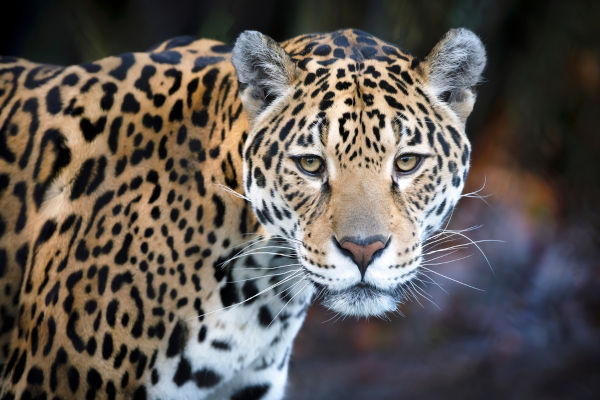 Onça-pintada (mamífero), um dos animais da Mata Atlântica.