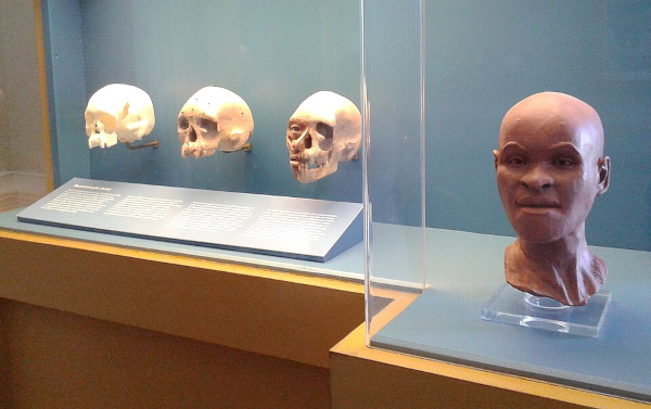 Reconstrução facial de Luzia, mulher pertencente a um dos primeiros povos da América, o povo de Lagoa Santa. [imagem_principal]