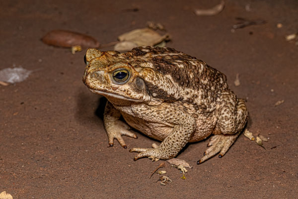 Sapo-cururu (anfíbio), um dos animais da Mata Atlântica.