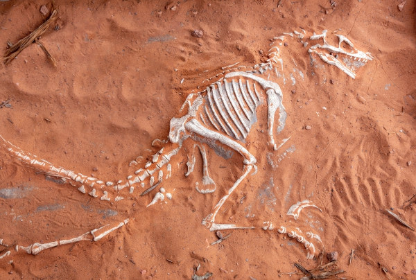 Fóssil de um dinossauro evidenciando o que são os fósseis. 