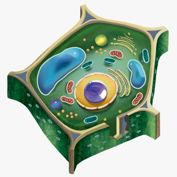 Ilustração de uma célula vegetal.