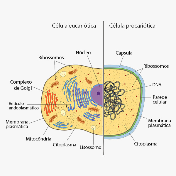 Diferenças de organelas e estrutura entre a célula eucariótica e a procariótica.