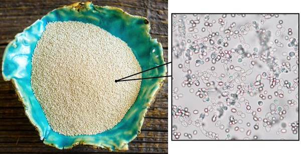 Fermento biológico em pó em tigela ao lado de leveduras vistas microscopicamente.