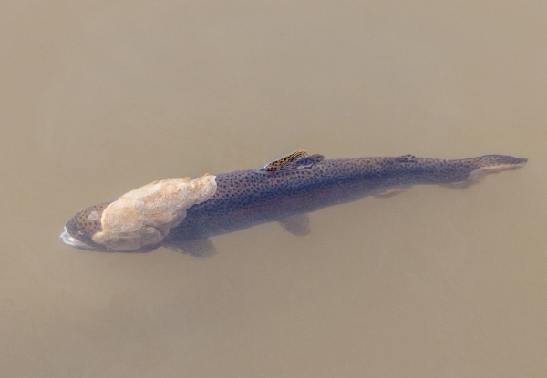 Fungo parasita cuja aparência lembra o algodão grudado em peixe dentro da água.