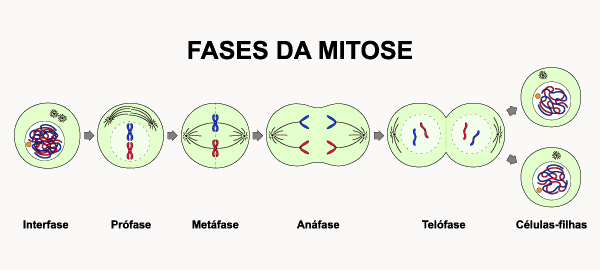 Ilustração de pequenos círculos representando células nas fases da mitose. Ilustração de pequenos círculos representando as células nas fases da meiose.