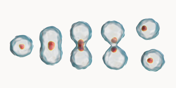Etapas da divisão de uma célula em texto sobre mitose e meiose.