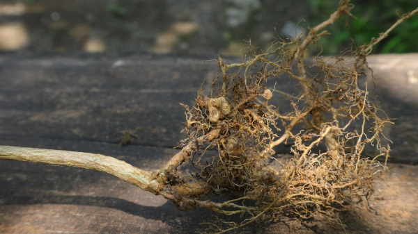 Raíz de planta com micorrizas, uma associação entre vegetal e fungo.