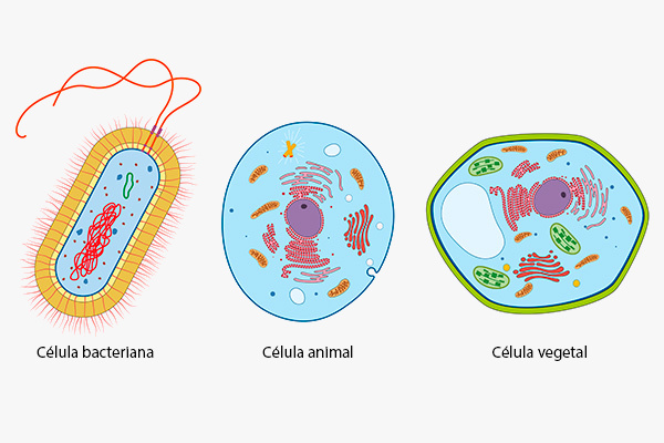 Principais tipos celulares: bacteriana, animal, vegetal.  celula-animal