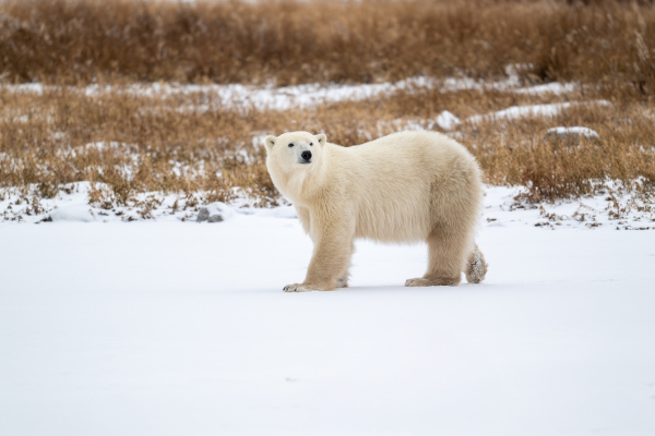 Urso-polar no Círculo Polar Ártico. 
