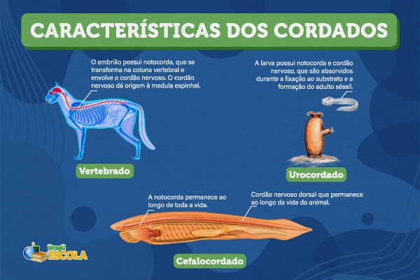 O desenvolvimento triblástico está presente na maioria dos animais. Esses folhetos germinativos originam órgãos específicos. Esquema ilustrativo de três espécies de cordados e suas características. 