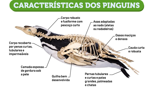 Estrutura na qual é possível ver as características dos pinguins.